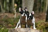 BOULEDOGUE FRANCAIS 1029